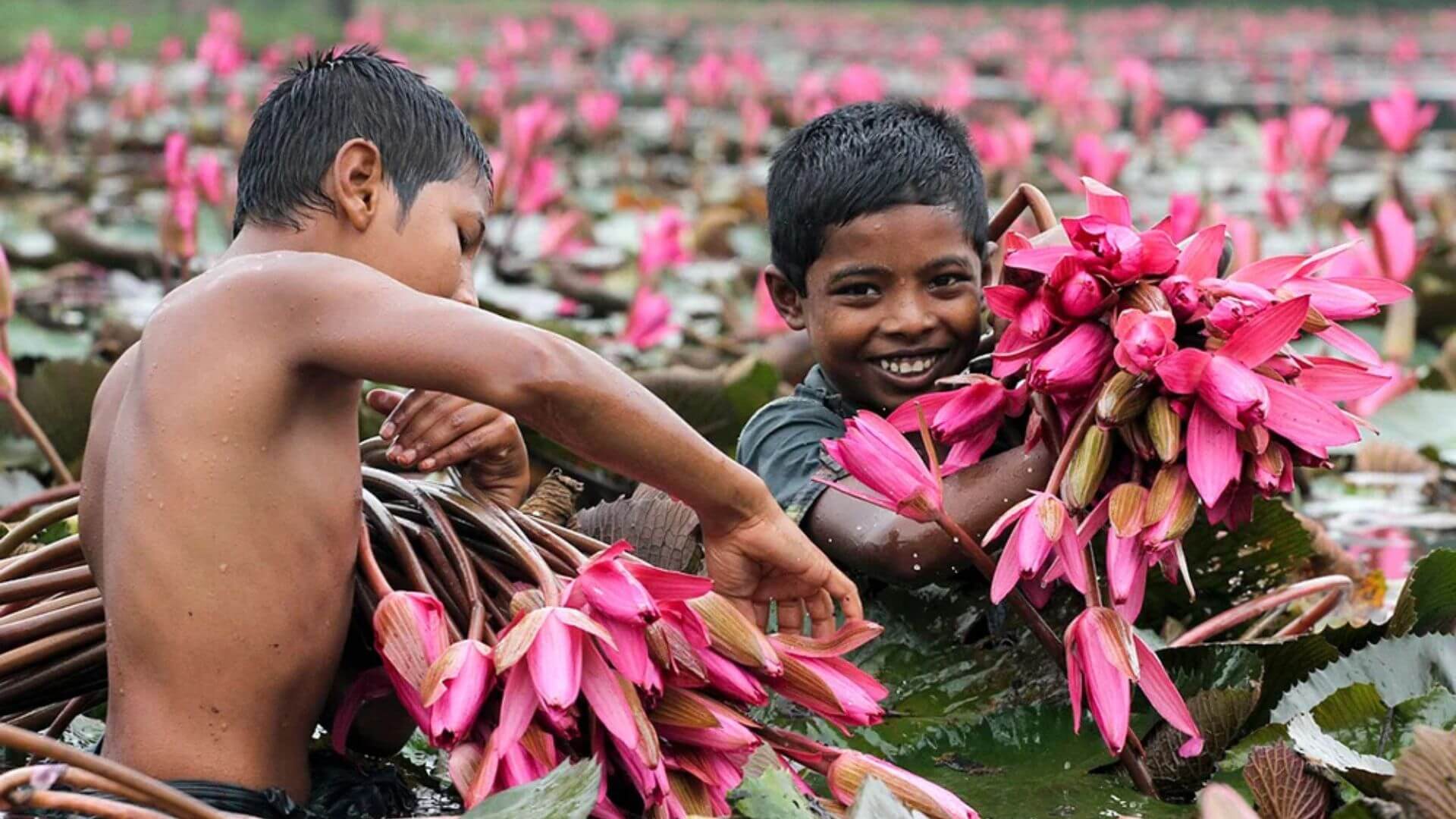 Two boys are bending over a pond, picking colorful flowers from the water's edge.